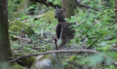 ntrOSwIpQCyBmaJEO9CSGQ_thumb_556b